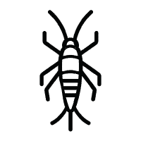 Silverfish Exterminator in Vancouver and Burnaby