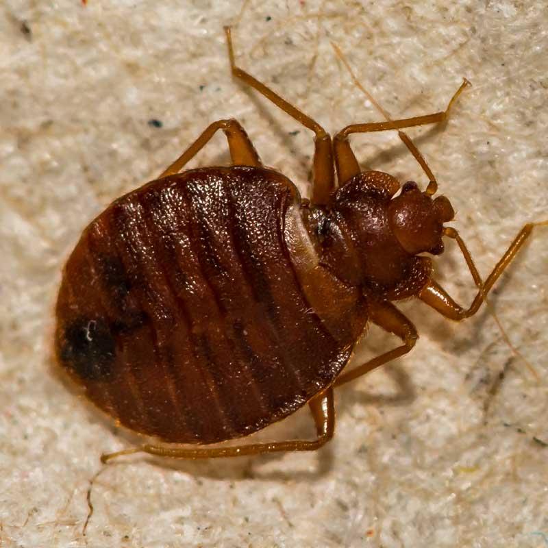 Vancouver Bed Bug Exterminator