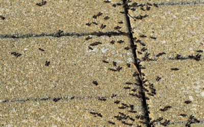 Why Do Ants Gather on Sidewalks?