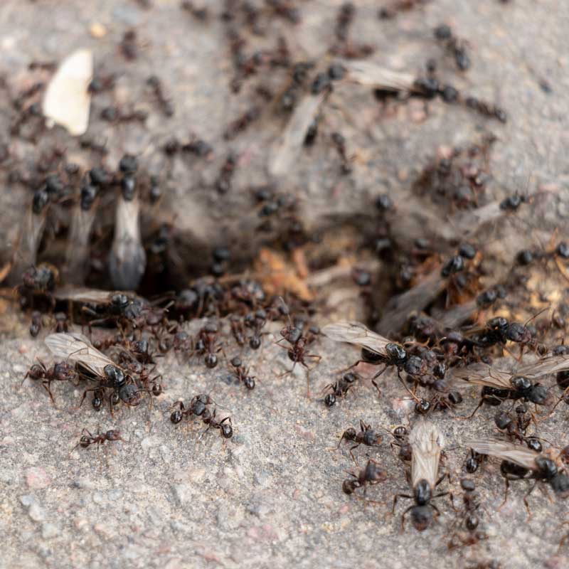 Pavement Ants in Vancouver