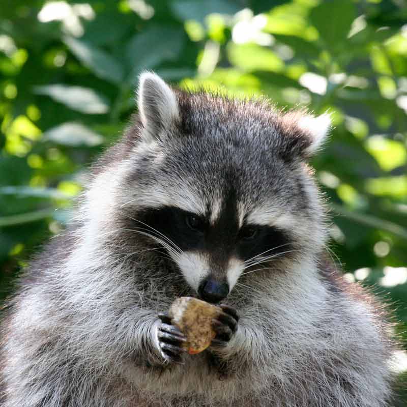 raccoon holding food