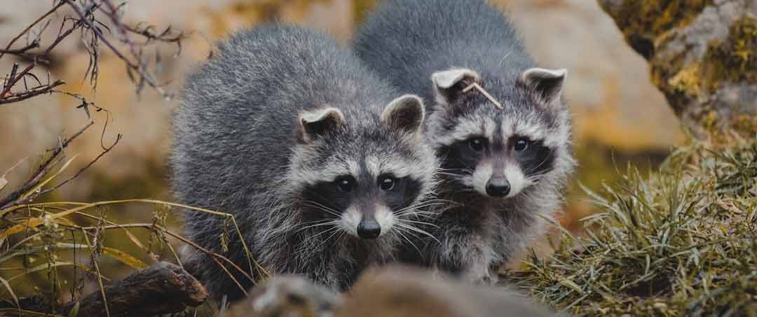 Raccoon Removal Services in Vancouver and Burnaby