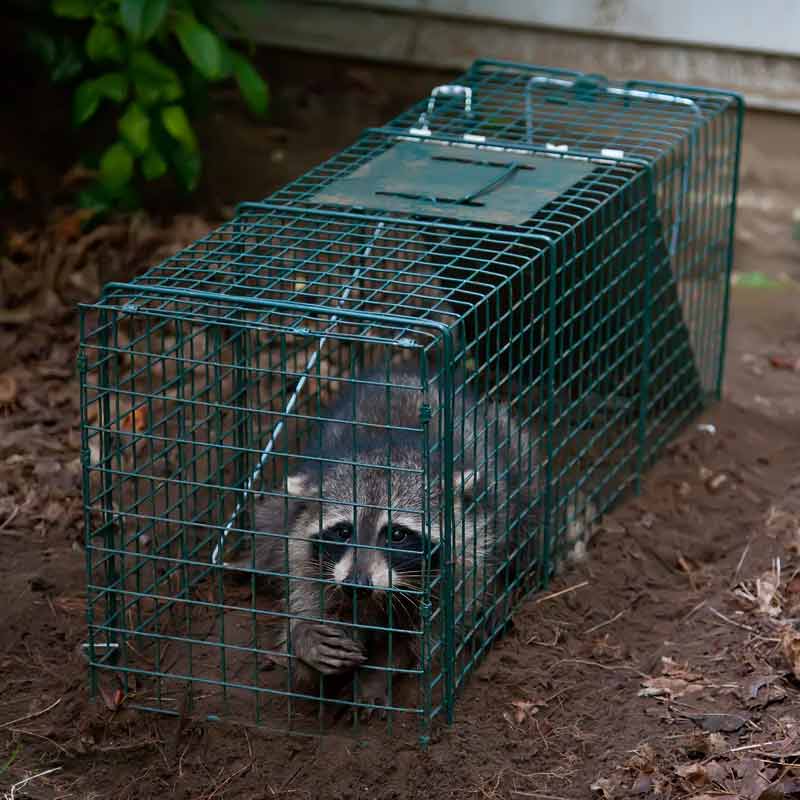 Raccoon Stuck in Trap
