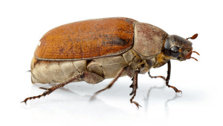 About Chafer Beetles
