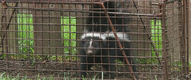Raccoon Removal Services in Vancouver and Burnaby