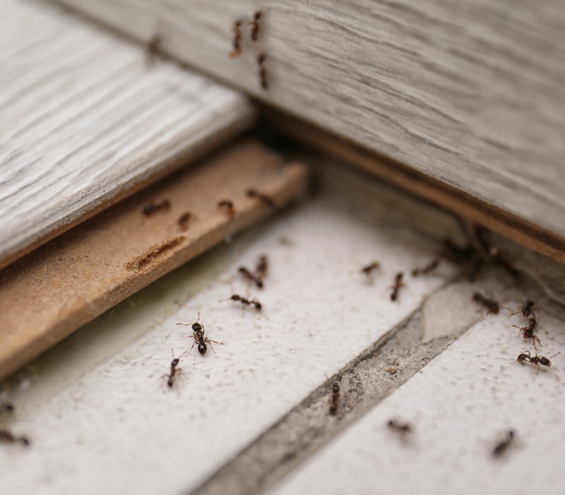 Ants Pest Control Vancouver