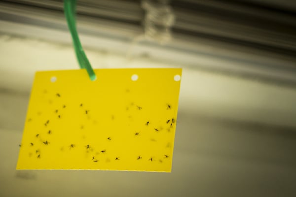 Pantry Pest Monitoring Traps Moth Prevention Tips Vancouver