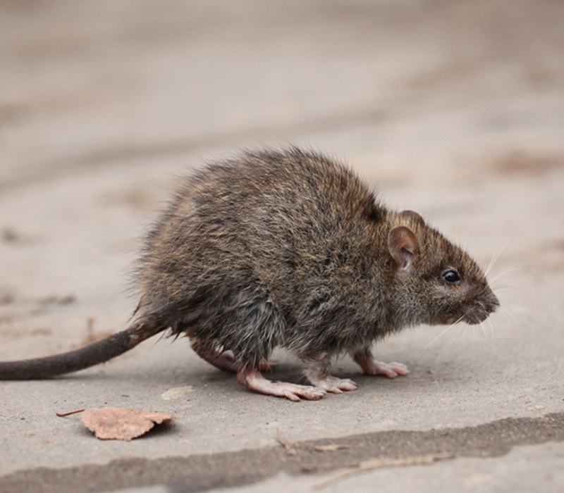 Rats Pest Control Vancouver