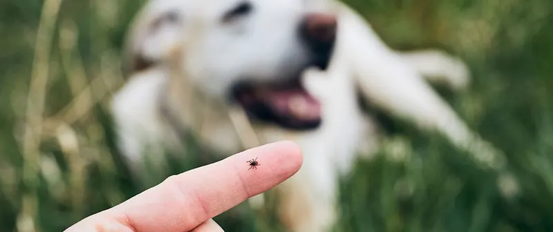 Preventing Tick Bites
