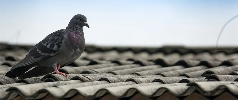 Pigeon-Control-Vancouver